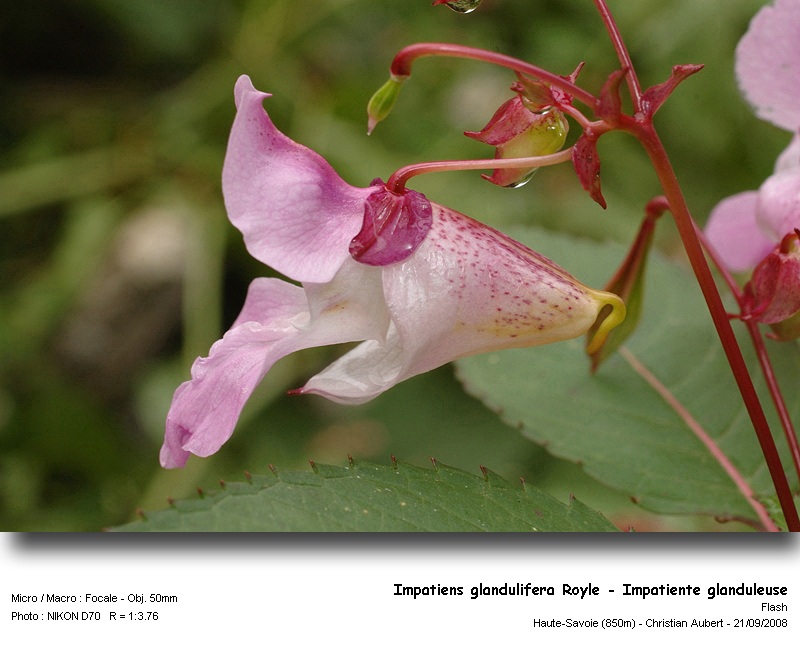 Impatiens glandulifera Royle – Impatiente glanduleuse #5676