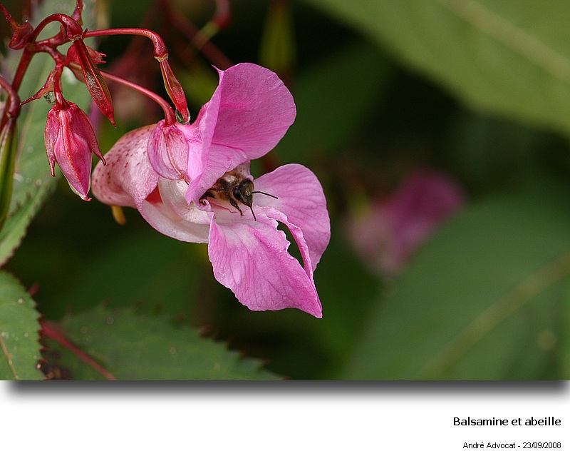 Impatiens glandulifera Royle (Balsamine glanduleuse,pollen ) #5718