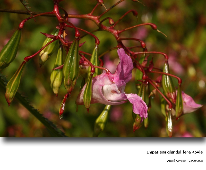 Impatiens glandulifera Royle (Balsamine glanduleuse,pollen ) #5715