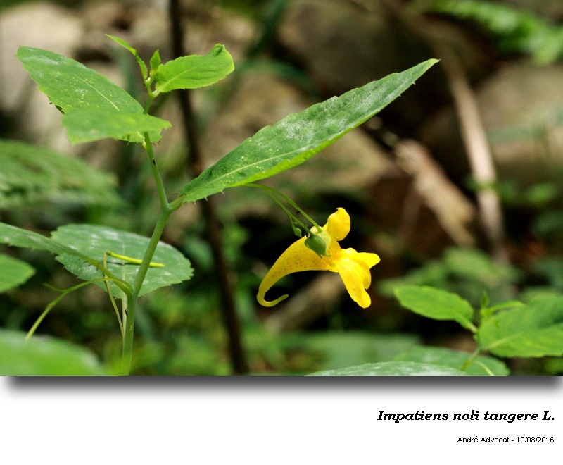 Impatiens noli tangere L. #50624