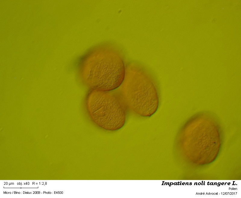 Impatiens noli tangere L. #50627