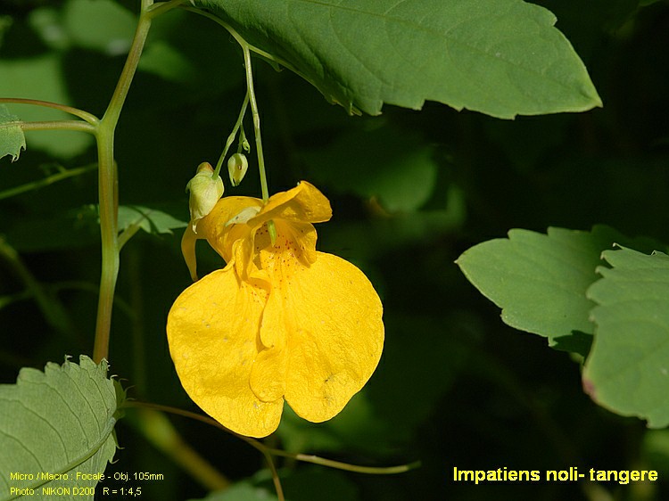Impatiens noli-tangere L. Balsamine des bois #5649