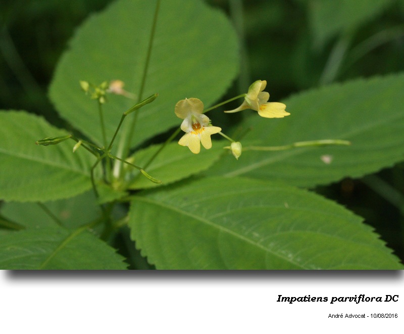 Impatiens parviflora DC #48246