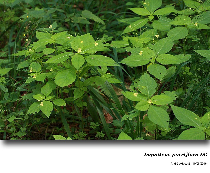 Impatiens parviflora DC #48245
