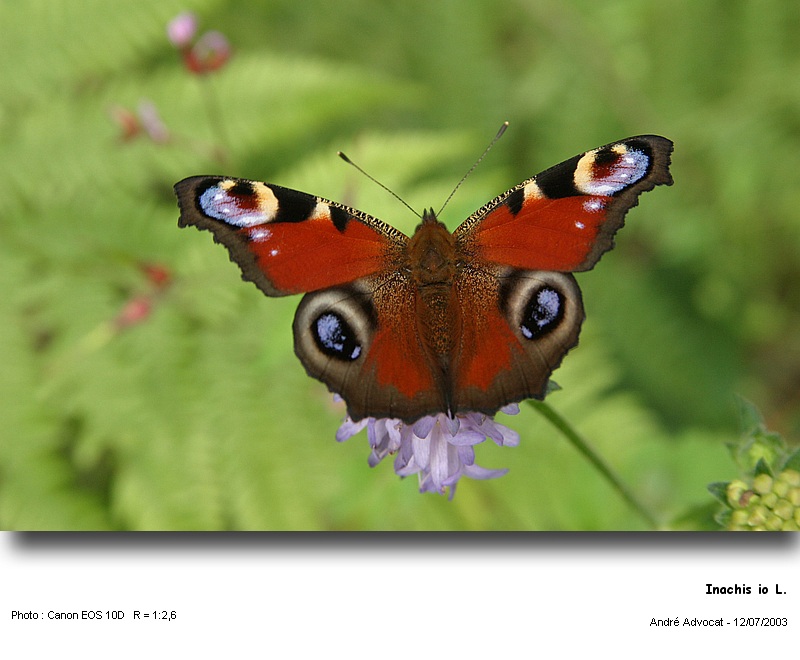 Inachis io L. (Paon du jour) #4427
