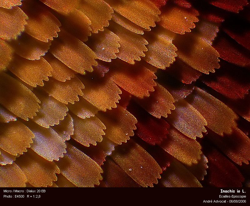Inachis io L. (Paon du jour) #4428