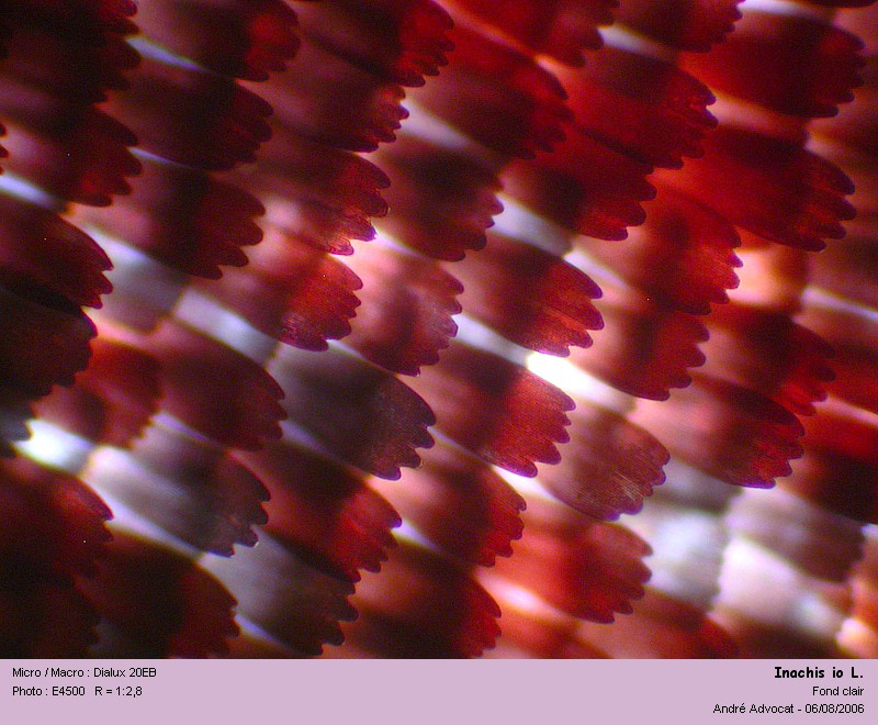 Inachis io L. (Paon du jour) #4430