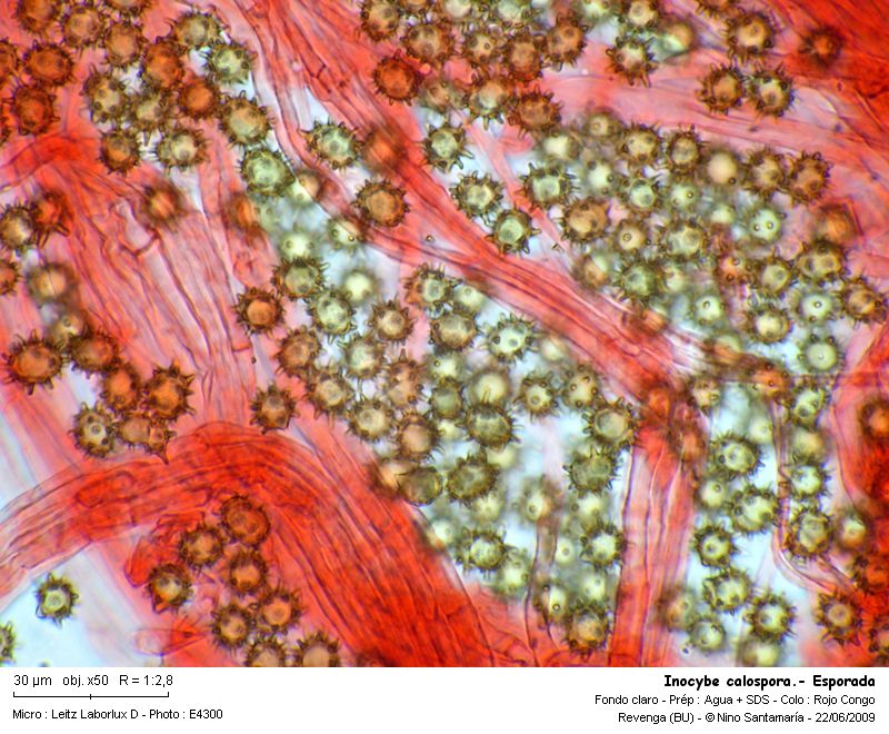 Inocybe calospora  Quélet #11451