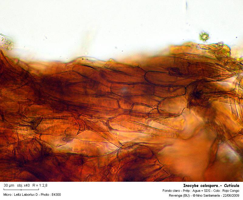 Inocybe calospora  Quélet #11450