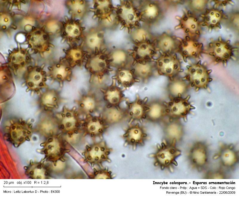 Inocybe calospora  Quélet #11445