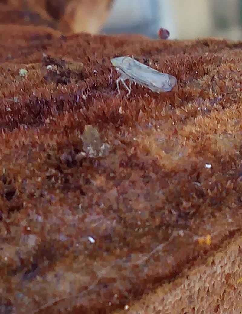 Inonotus hispidus (Bulliard) P. Karst. 1879 #42224