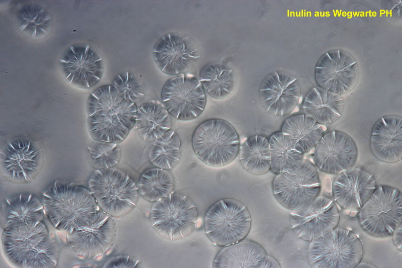 Inuline de cichorium intybus #33031