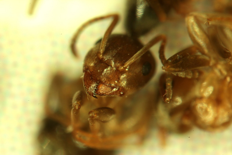 Invasion des fourmis dans la maison #41528