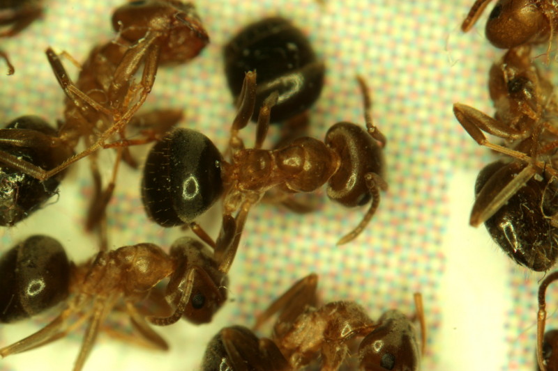 Invasion des fourmis dans la maison #41529