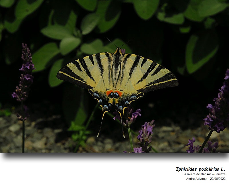 Iphiclides podalirius L. 1758  Le Flambé #71261