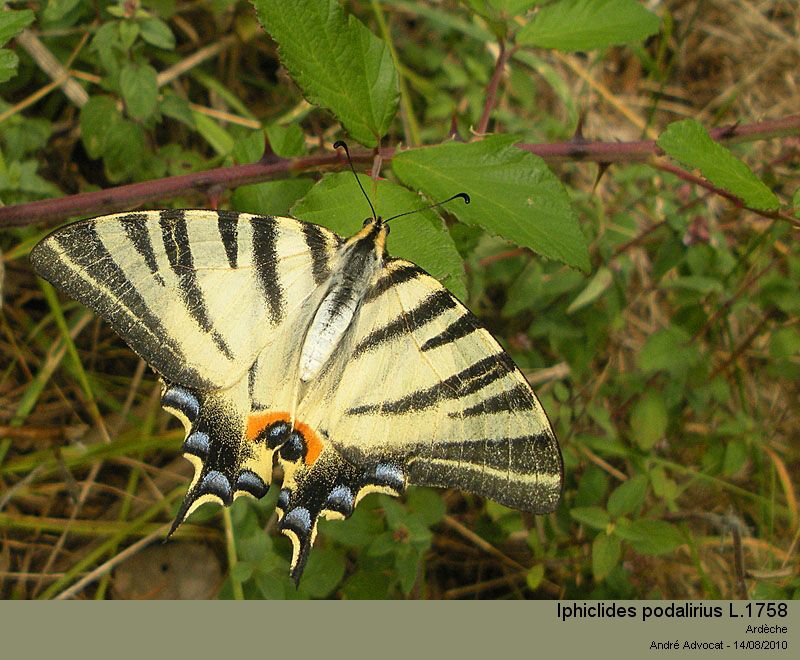 Iphiclides podalirius L. 1758  Le Flambé #17877