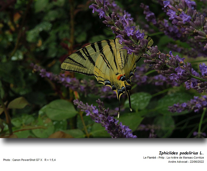 Iphiclides podalirius L. 1758  Le Flambé #71260