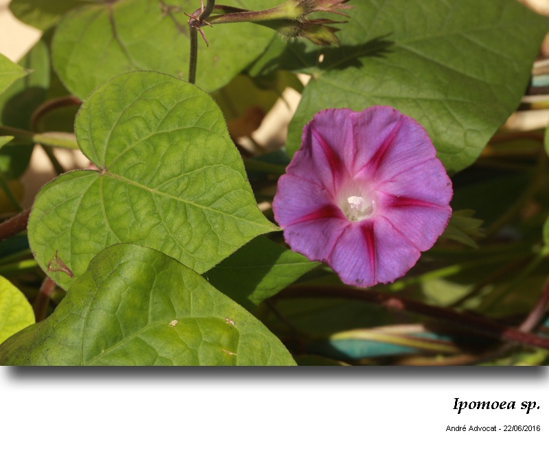 Ipomoea sp. #45968