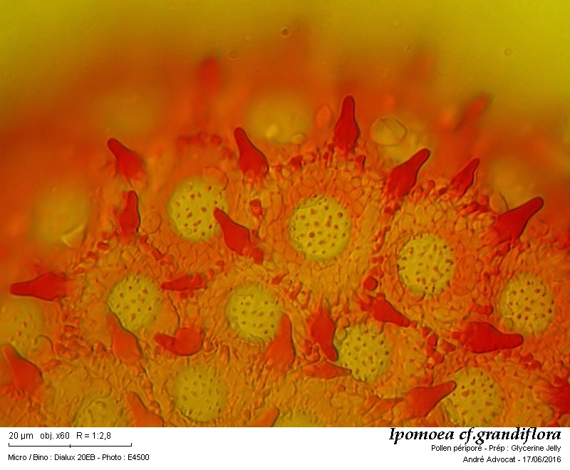 Ipomoea sp. #45970