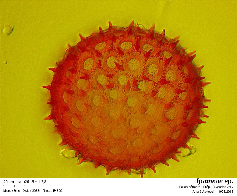 Ipomoea sp. #45969