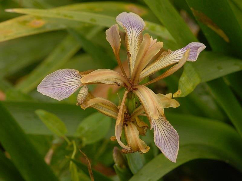 Iris foetidissima L.                  Iris gigot #4502
