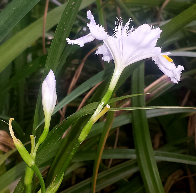 Iris japonica #54798