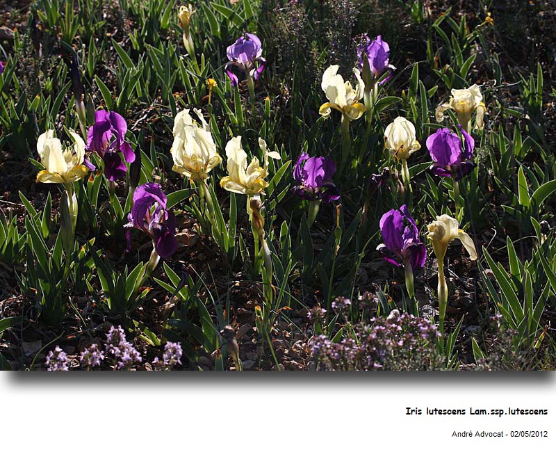 Iris lutescens Lam. ssp.lutescens #27080