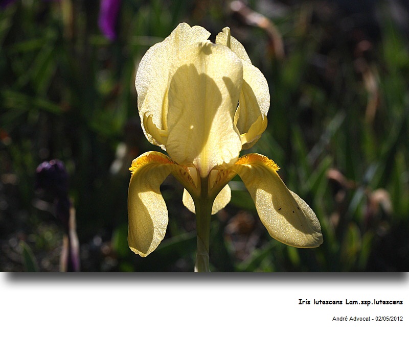 Iris lutescens Lam. ssp.lutescens #27081