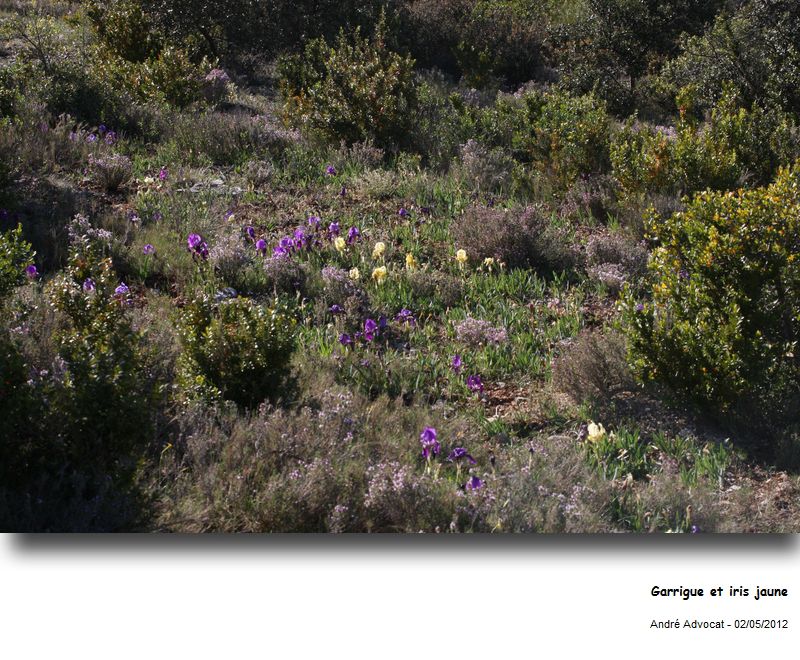Iris lutescens Lam. ssp.lutescens #27082
