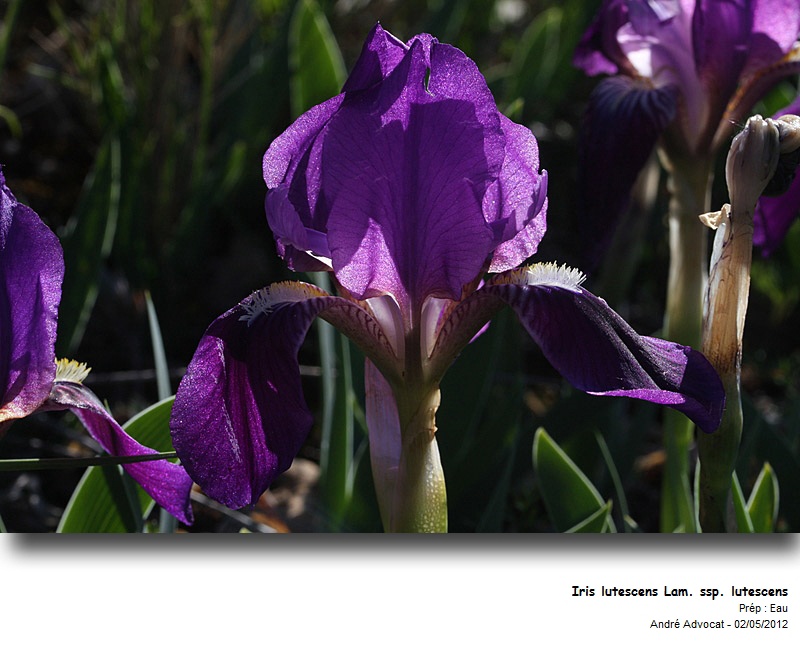 Iris lutescens Lam. ssp.lutescens #27084