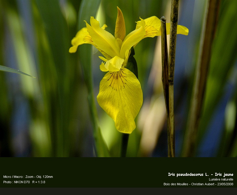 Iris pseudacorus L. - Iris jaune (Iridacées) 2 #4024