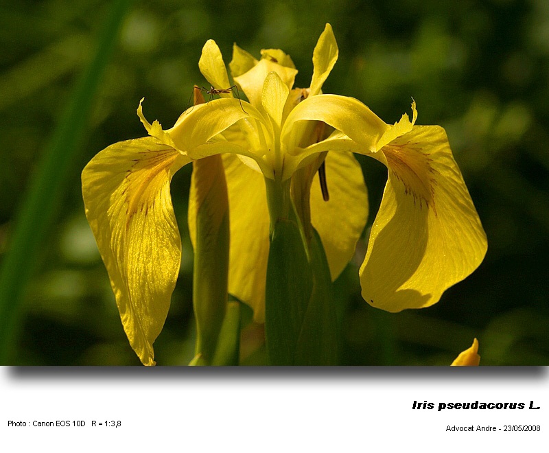 Iris pseudacorus L. (Iris jaune) #4011