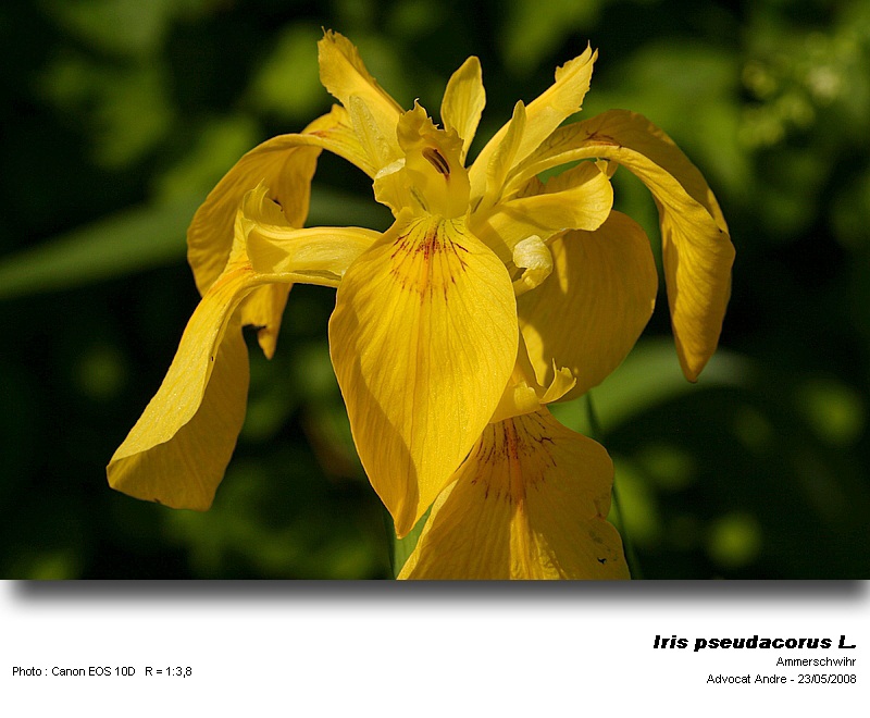 Iris pseudacorus L. (Iris jaune) #4010