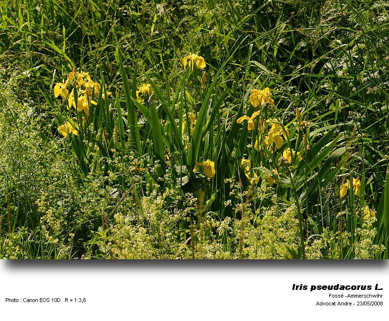 Iris pseudacorus L. (Iris jaune) #4009