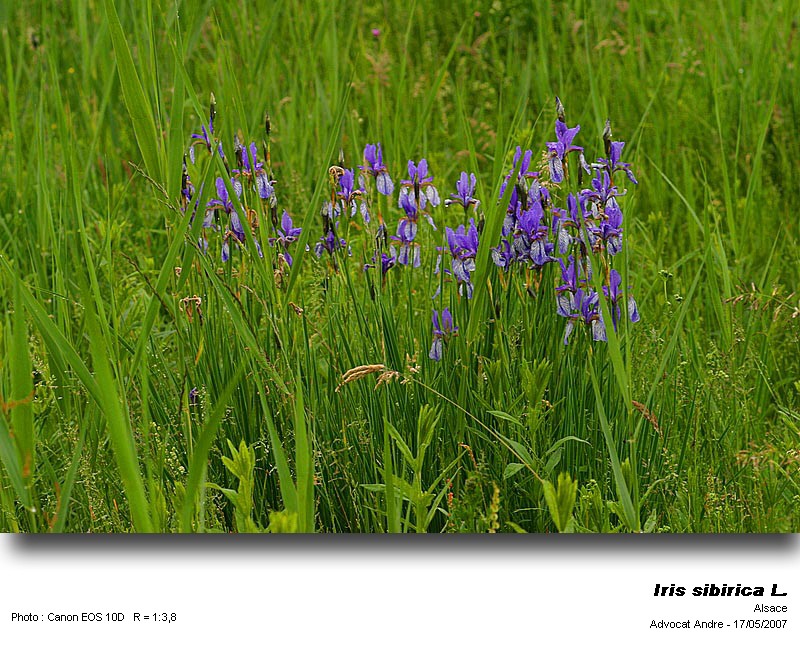 Iris sibirica L. (Iris de Sibérie) #4013
