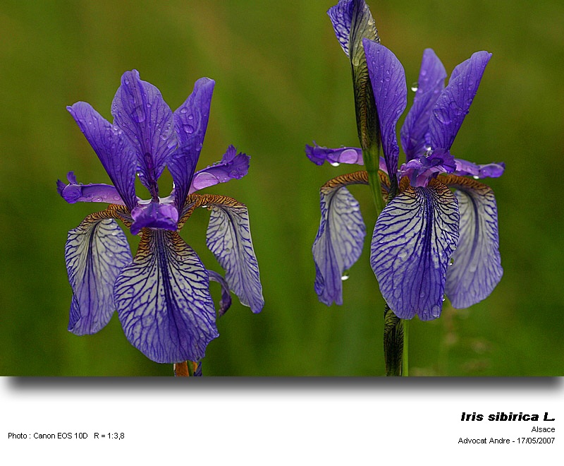 Iris sibirica L. (Iris de Sibérie) #4014