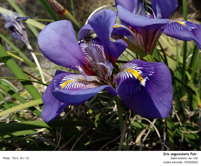 Iris unguicularis Poir. #73770