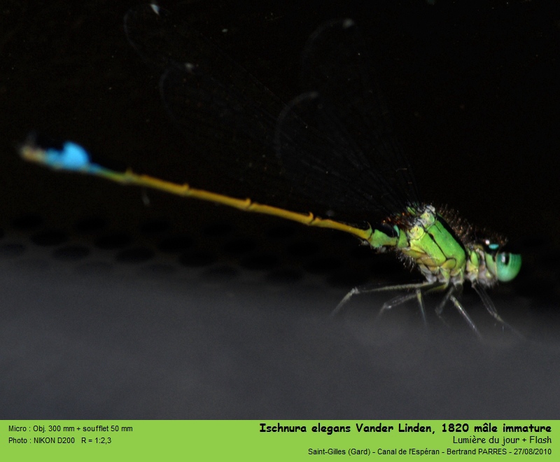 Ischnura elegans (Vander Linden, 1820) #19422