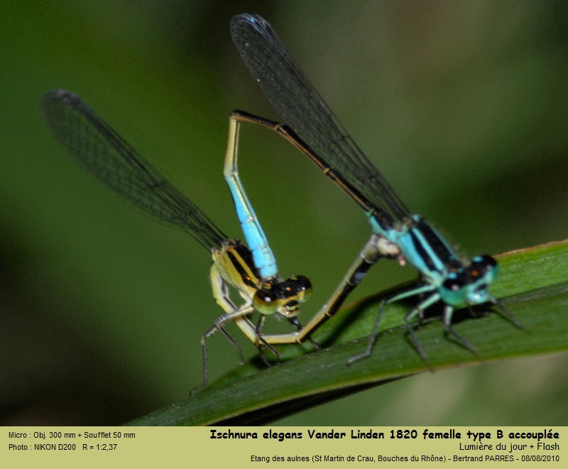 Ischnura elegans (Vander Linden, 1820) #19442