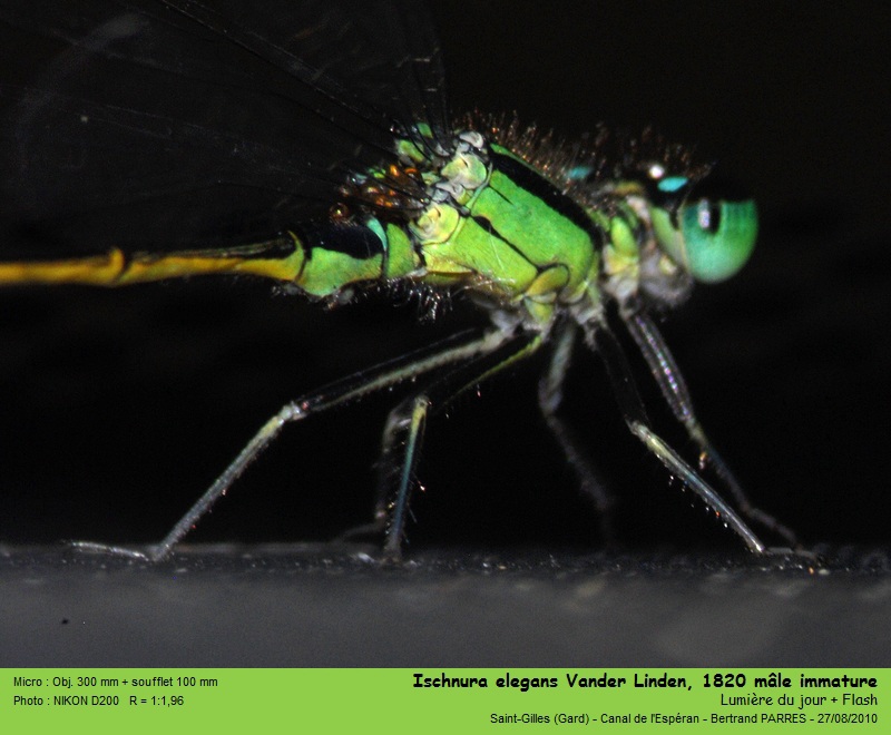 Ischnura elegans (Vander Linden, 1820) #19424