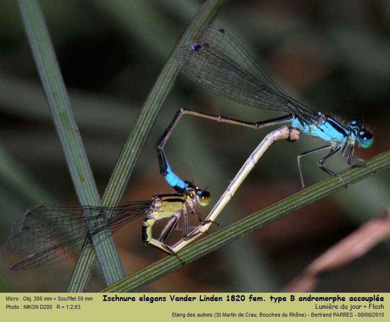 Ischnura elegans (Vander Linden, 1820) #19444