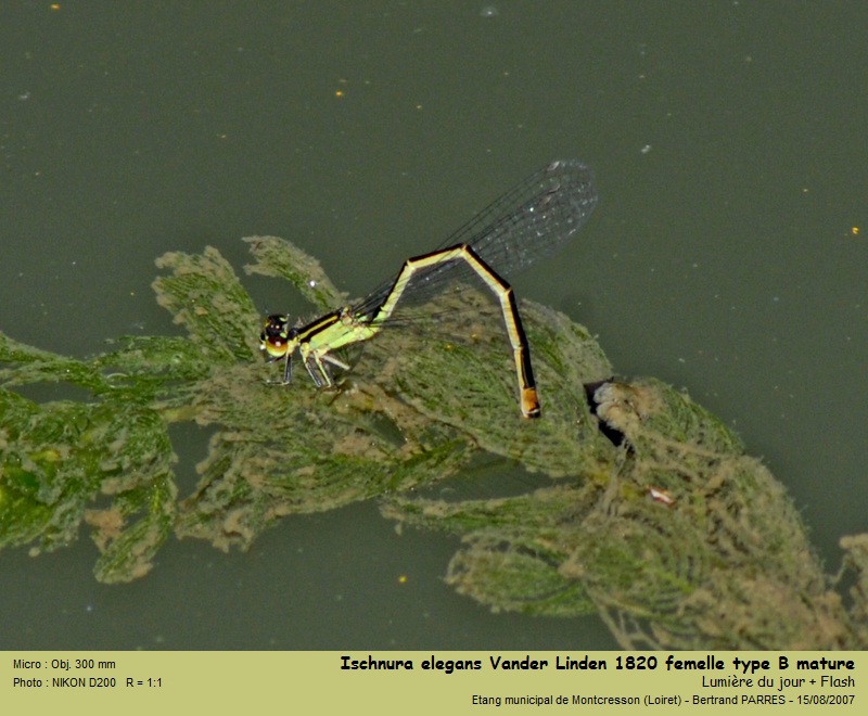Ischnura elegans (Vander Linden, 1820) #19440