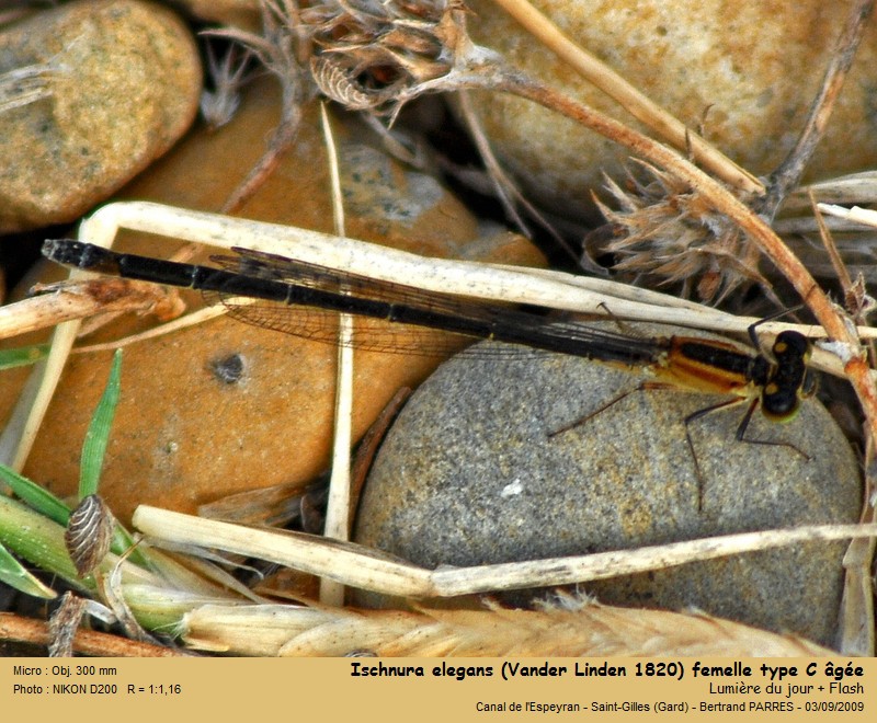 Ischnura elegans (Vander Linden, 1820) #19448
