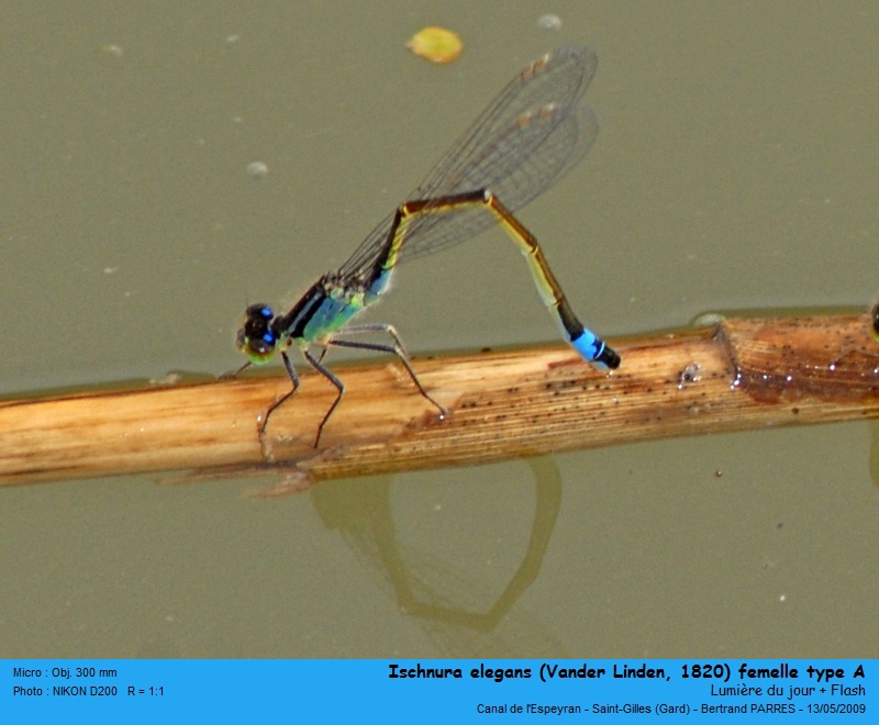 Ischnura elegans (Vander Linden, 1820) #19433