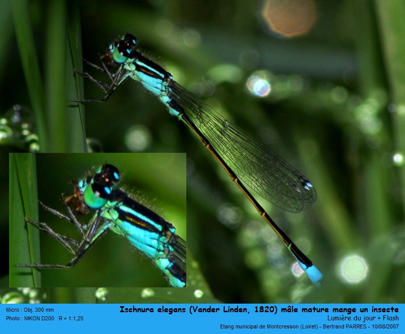Ischnura elegans (Vander Linden, 1820) #19431