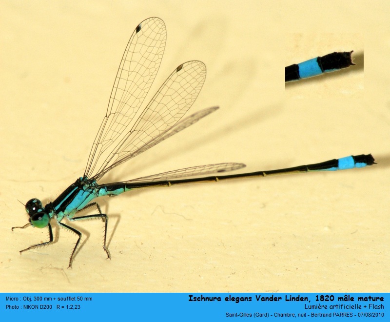 Ischnura elegans (Vander Linden, 1820) #19428