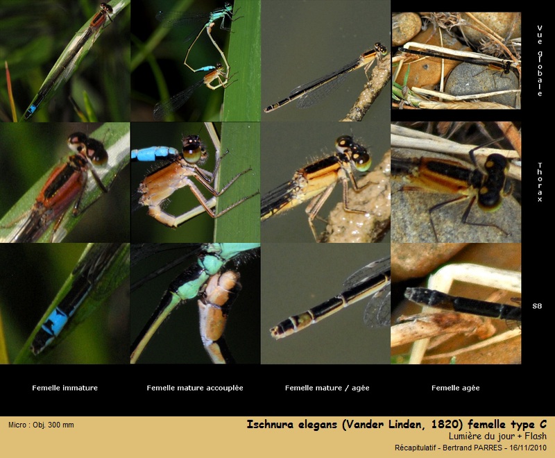 Ischnura elegans (Vander Linden, 1820) #19449