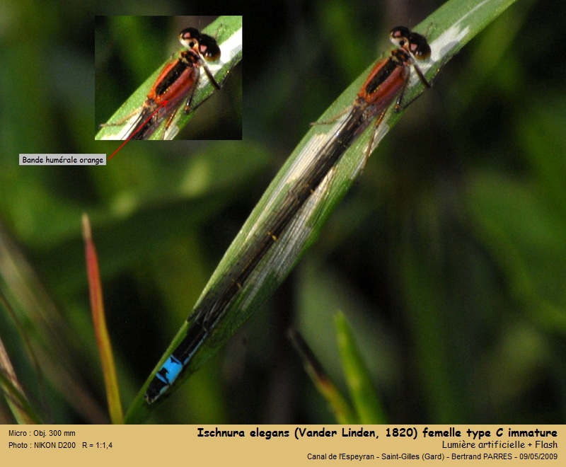 Ischnura elegans (Vander Linden, 1820) #19446
