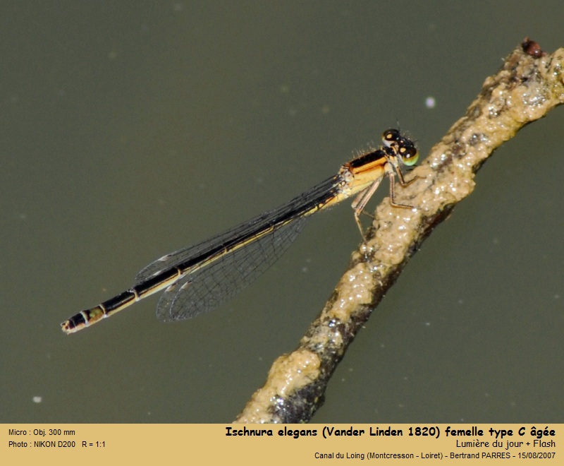 Ischnura elegans (Vander Linden, 1820) #19447
