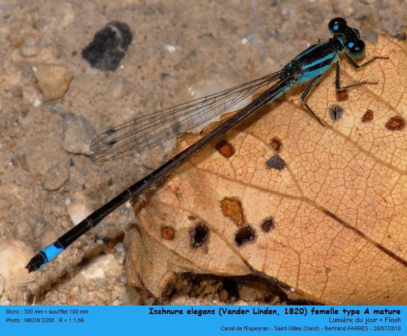 Ischnura elegans (Vander Linden, 1820) #19432